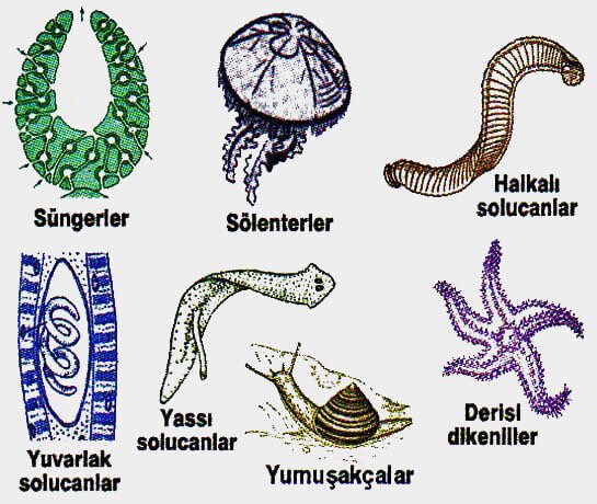 istiklalkadin's tweet photo. Bu görseldeki canlılar ve aşağıda bahsettiğimiz vekillerin ortak bir özelliği bulunmaktadır. https://t.co/sSRO2jYlrX