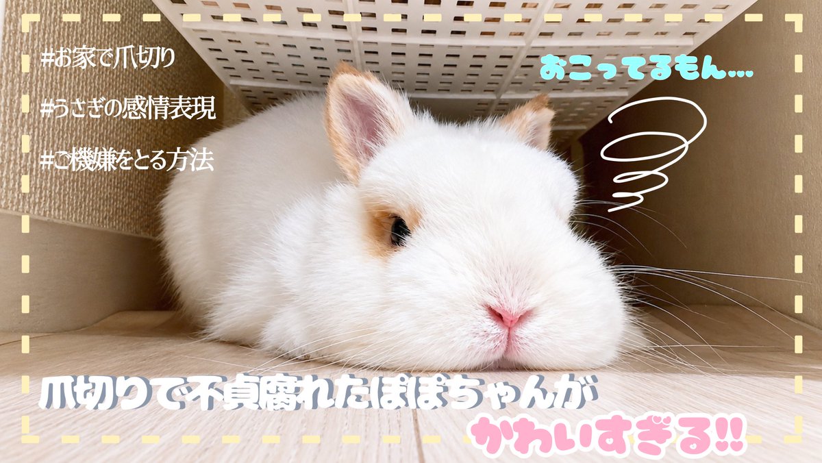 Fuwarate0107's tweet photo. 動画更新しました〜！！

今回は久々の爪切りでございます…✨
よほど嫌だったのか、下に潜って
不貞腐れてるぽぽちゃんのレアな姿が
見られちゃいます👀

かわいいのでぜひ見にきてくださいね〜！

https://t.co/Mevou4kEWJ

#うさぎの爪切り　#うさぎとくらす https://t.co/x5VDdb3A3i