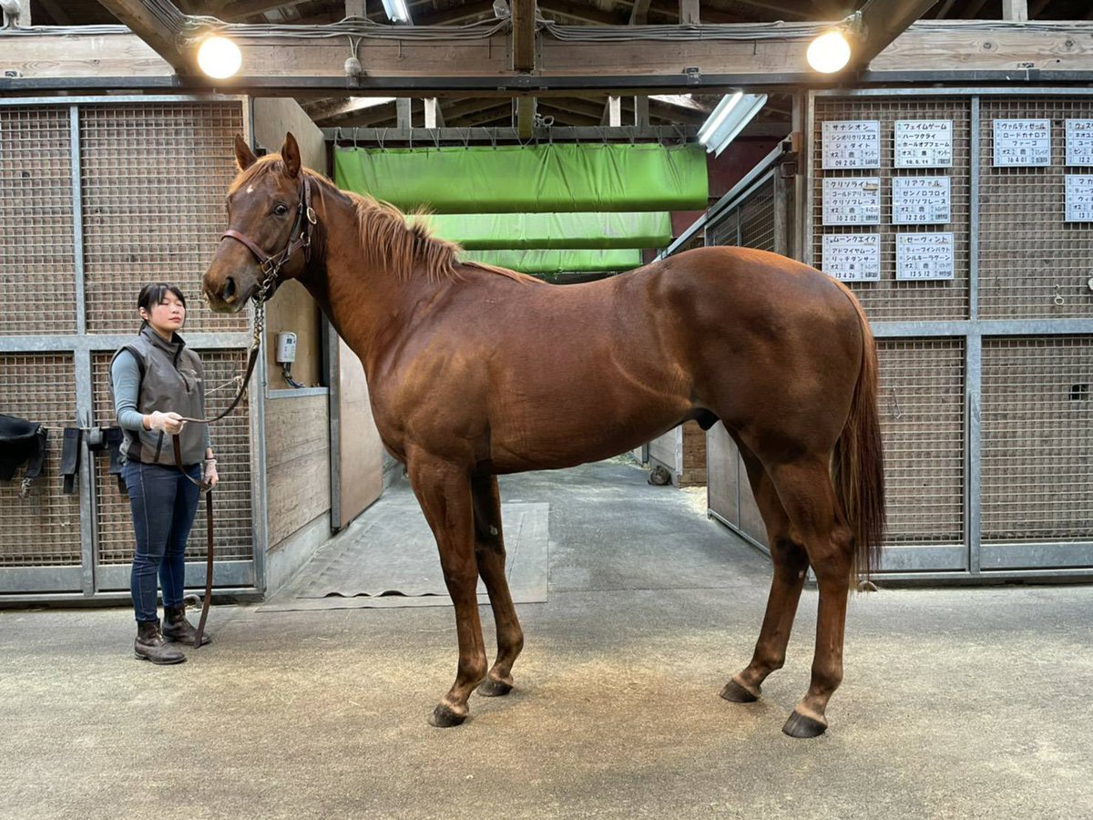 Levezza_Don's tweet photo. donfrankie

この前、皆んなとドンちゃん🐴の話をしてたんだけど…

600kgの芦毛が出てくるかも…😅

600kgの黒鹿毛が出たら黒王号やん…😅

流石に600kgの白毛はないかぁ…😅

もし出たら…誕生と同時にアイドルやな…😅

妄想は楽しい✨😆

#ドンフランキー https://t.co/UWgAukCI8U