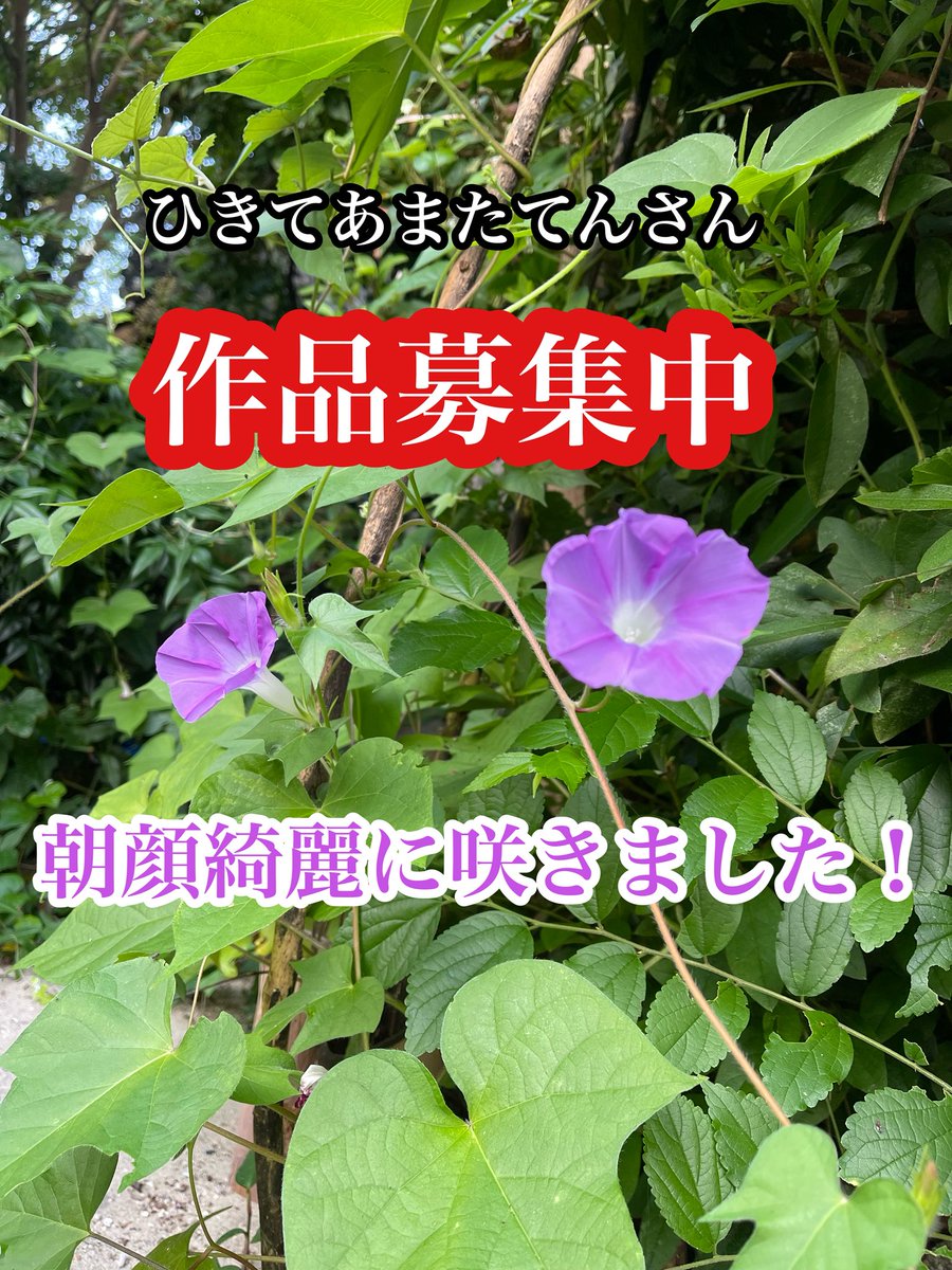 gallerywindfall's tweet photo. 作品募集中！
締め切りは8/8です！
京都と香川と巡回展！
ご応募お待ちしております。

GWに植えた朝顔が綺麗に咲きました。 https://t.co/XAGavOA3FC