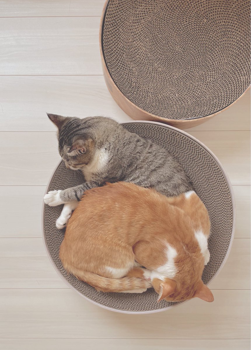 miyu_iro's tweet photo. ²⁰²⁶ ⁸ ⁷ 𓏸𓈒 𝕒𝕞 𝟙𝟘 : 𝟝𝟡 🦝🐈 https://t.co/uLqHoXu6VO