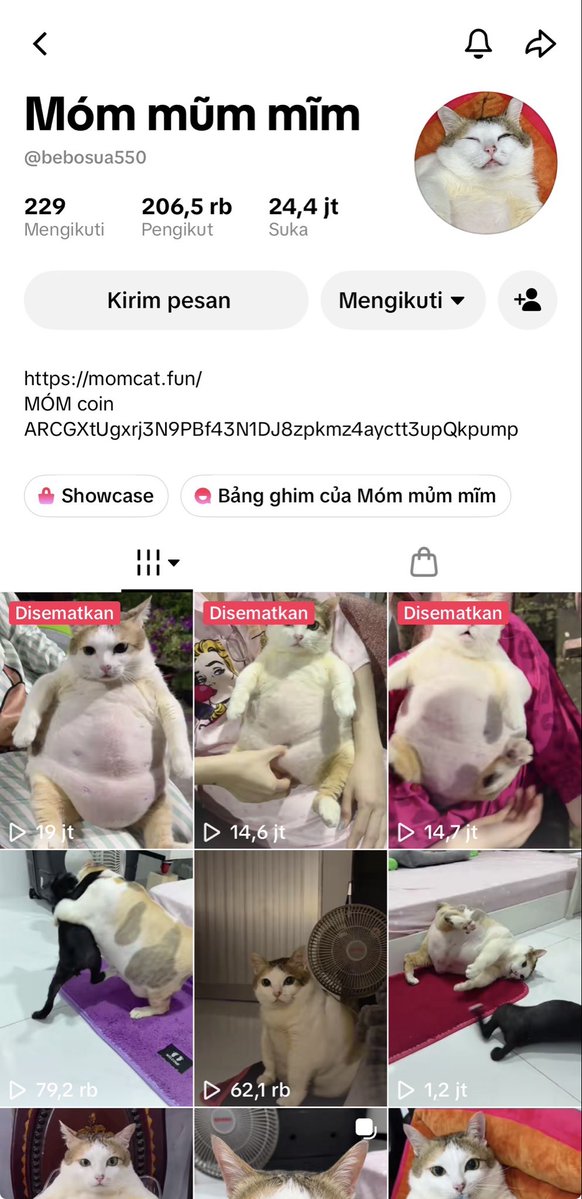 Pigcute_'s tweet photo. @S0Lmay0r Yo mayor just info 
$MOMCAT 8August will be a day for $cat so I guess this $momcat will next the runner ! 17,6% supply has burned! 
$MOMCAT a cat from $tiktok meta with 208K FOLLOWERS! ARCGXtUgxrj3N9PBf43N1DJ8zpkmz4ayctt3upQkpump https://t.co/91sBCwA25h