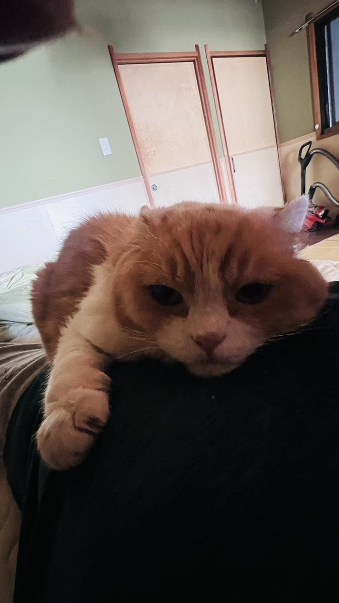 micoki01192's tweet photo. 甘えん坊🐈
#ねこ好きさんと繋がりたい 
#猫のいるくらし
#猫好き https://t.co/VrD0qTar0h