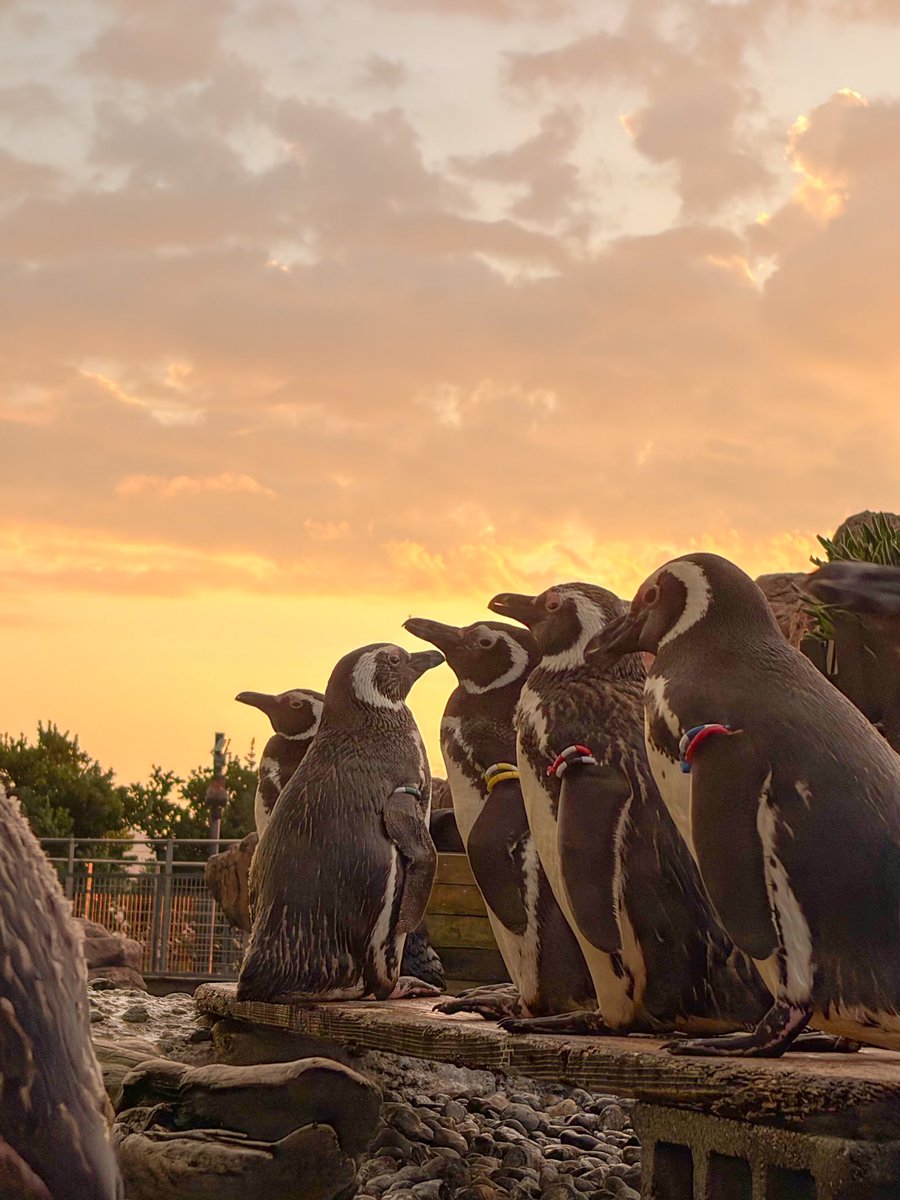 _umigatari_'s tweet photo. サンセットチルタイム終了しました🌅
癒しのひとときを過ごしていただけたのであれば幸いです☺️

そして明日はおばけナイト👻
おばけの方々、割引します。
https://t.co/at8Eh7mDQ6 https://t.co/NGumJb6Ruv