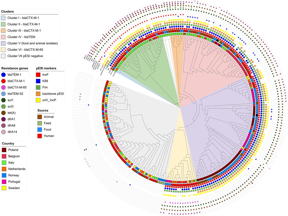 MicrobioSoc's tweet photo. Evolutionary dynamics of the multidrug-resistant Salmonella Infantis harbouring the pESI megaplasmid across Europe. Find out more in MGen: https://t.co/MFTO4K374m. #MGen https://t.co/dYpcBUWgqJ