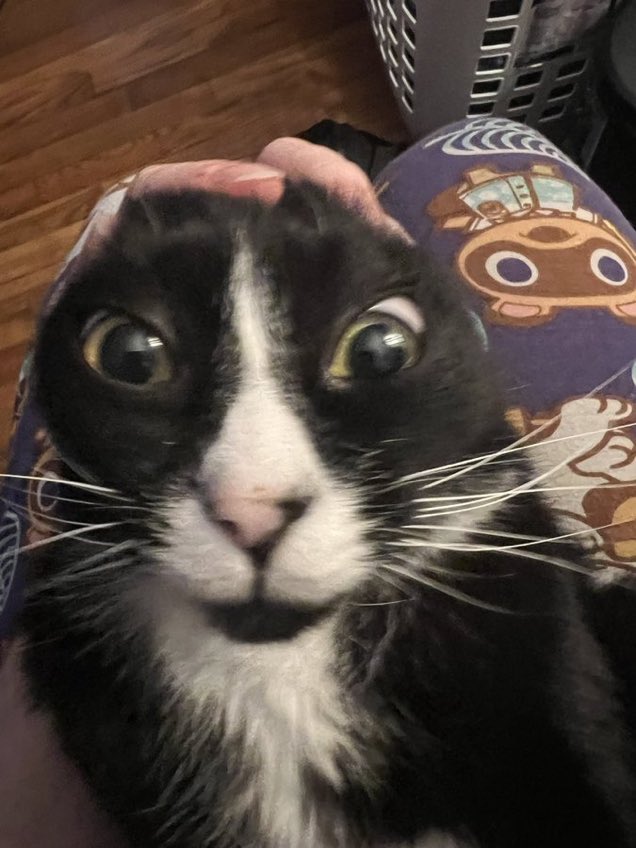 FurBabyVibes's tweet photo. https://t.co/8ZHdxTCiGY