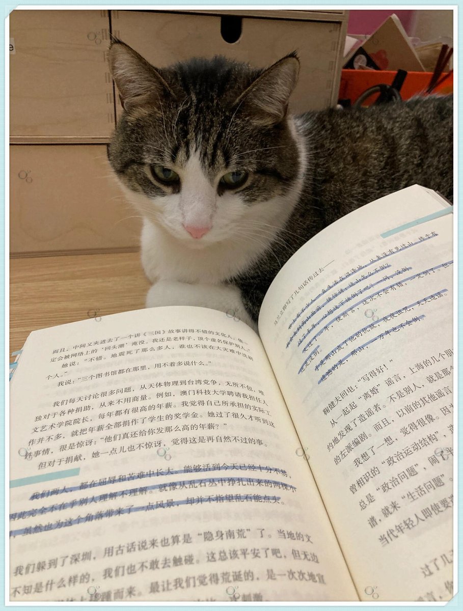 JussdoitTyson's tweet photo. Cozy Sunday at home: made warm oat latte, read a bit, and the cat napped on my lap—nothing beats small, soft moments like this. https://t.co/zW0dzORscO