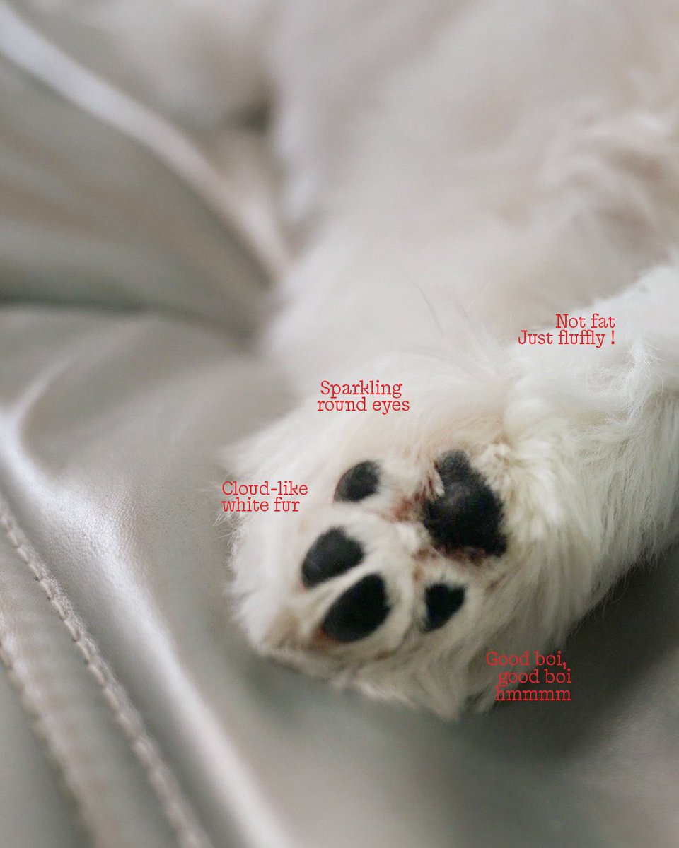 vurvbkk's tweet photo. A little CLUE 🐾
#VURVBKK https://t.co/ddYMj9CNj7