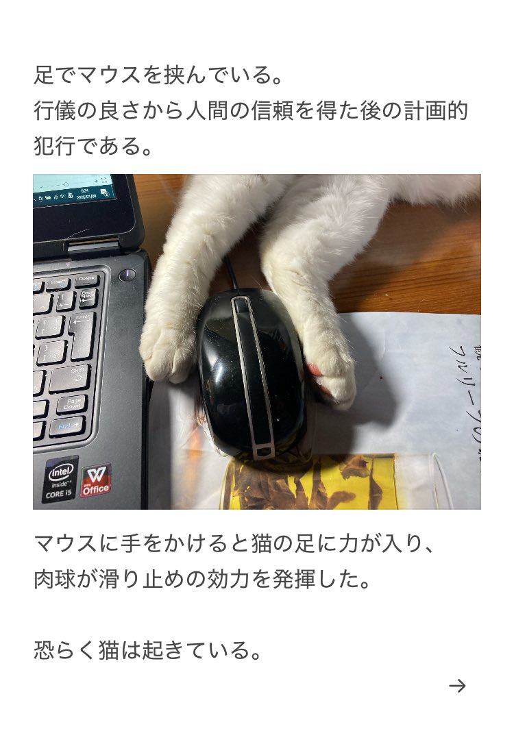 yalalalalalala's tweet photo. 【猫の体勢に注意が必要な事】

寝ているだけだと思ったら、実は注意が必要でした。 https://t.co/dzQImcTdNE