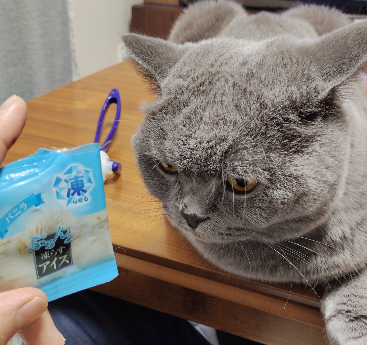 chocopara1's tweet photo. ちゅーるじゃなくてオコ( ･᷄ὢ･᷅ )

#ブ���ティッシュショートヘア https://t.co/OgDZQ0Nqy9