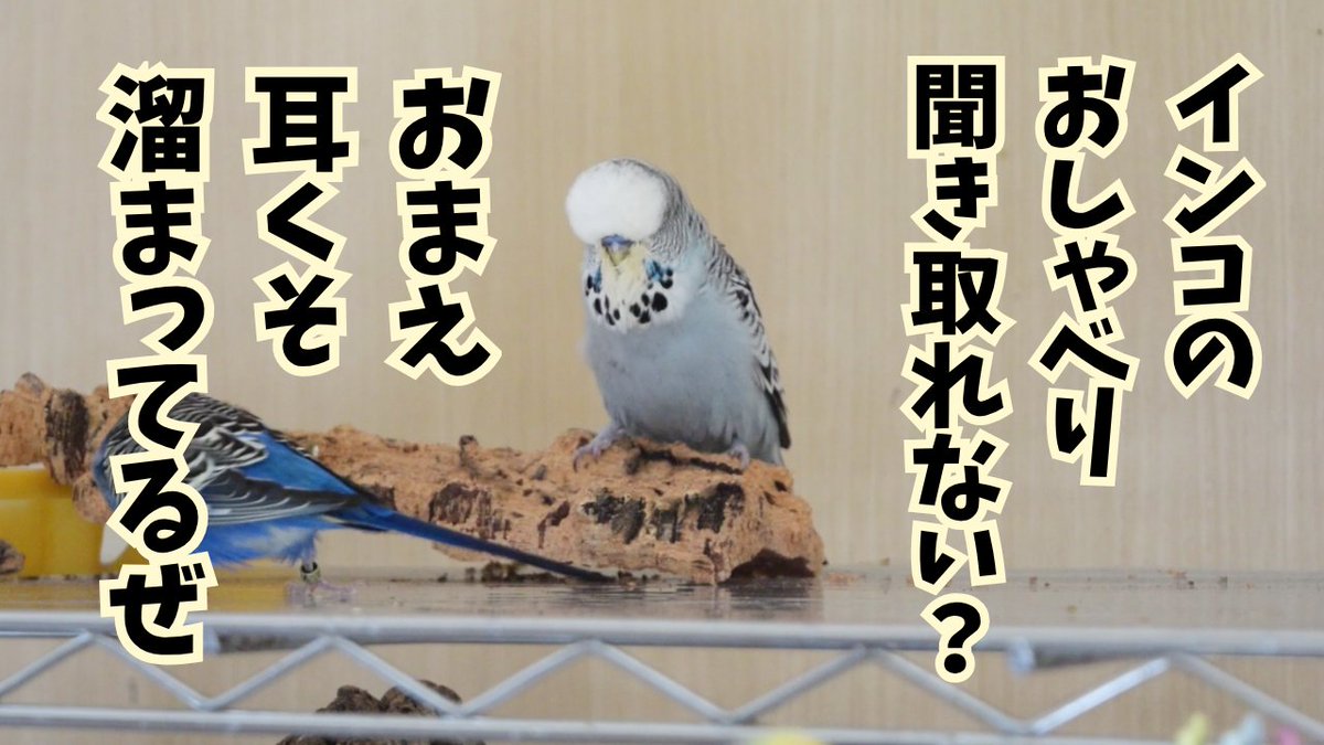 thothphim's tweet photo. ジャンボセキセイインコのおしゃべり https://t.co/37tixflvFw @YouTubeより https://t.co/06TOtePOFn