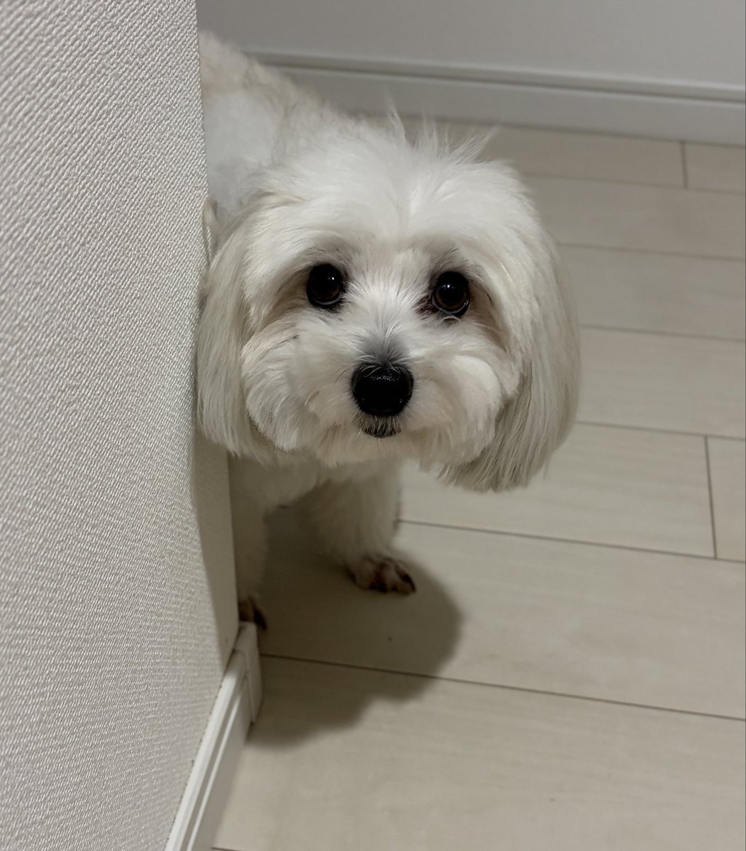 Doggo_MalPapi's tweet photo. お帰り待ってます🐶 https://t.co/RaHjI4TCzG