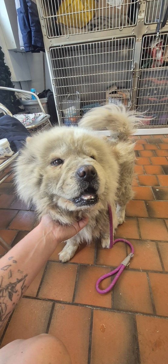AdoptionsUk's tweet photo. Please retweet to help find the owner or a rescue shelter space for this stray/abandoned dog, 
JESSIE  #Stoke #UK 
Now in a council pound, welfare concerns, 4 Aug 2026
FOUND COLES LANE #WEDNSEBURY
Jessie is a female chow chow aged 10, friendly.
microchipped to DY4 TIPTON.
Welfare concerns, Jessie is matted and had a very severe flea allergy, to be clipped by groomers (next Tuesday) after 7 legal holding days in kennels if she is still with us. (fleas treated by kennels)
Owners to call Sandwell council (REFERENCE 41361) environmental health department to discuss Jessie. 
Original post on facebook 
https://t.co/Lp4llfS8nA

#Chow #ChowChow #adoptdontshop #pets #dogs #England #Wales #Scotland @MissingPetsGB @DogLostUK @millypod1 

Jessie...