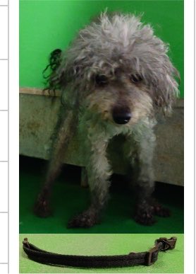 hgwj2WODcjLjHal's tweet photo. 🆘山口県宇部健康福祉センターで待っています🆘#拡散希望 #迷い犬
管理番号28
8/7 #宇部市 #南小串 より #黒 い布製首輪をした #グレー 雄の #トイプードル 保護
飼い主さん至急☎️ 0836-39-9862へ
迷子扱いは基本4日
以降は里親様も募集に
⚠️センターへは飼主里親希望以外☎️❌
https://t.co/AqNdLiYE6Q https://t.co/4RSlaPawLB