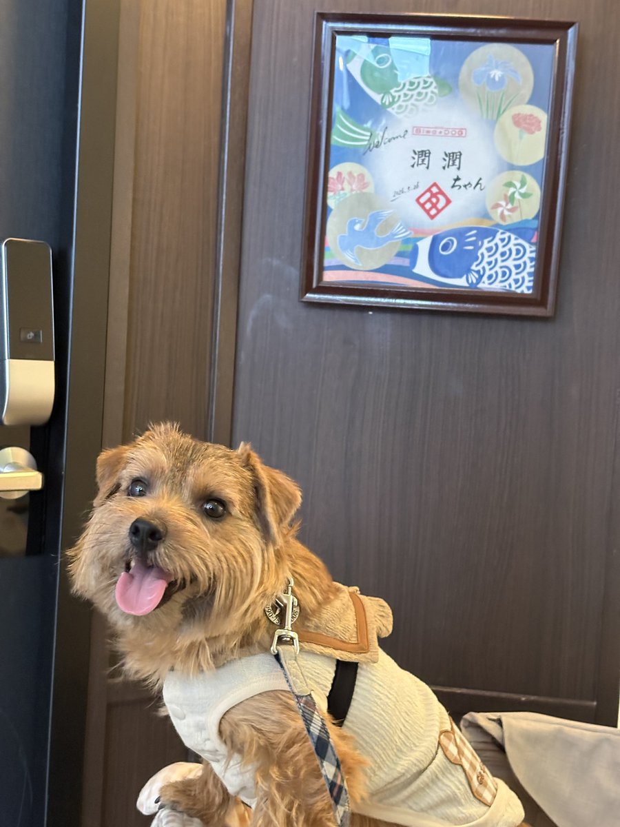saya_miyauchi's tweet photo. 今回DOG SIGNAL64話作中で、のすけ一行がお泊まりするホテルは、5月に私たちが琵琶湖旅行で宿泊させていただいた【ホテルビワドッグ】さんに取材協力をお願いしました。

ビワドッグさんでうじゅと体験したことをリアルに描かせていただいております。

快くお引き受け下り本当にありがとうございました！
うじゅと一緒にまた必ずお伺いします✨

#ホテルビワドッグ
#ドッグシグナル
#DOGSIGNAL