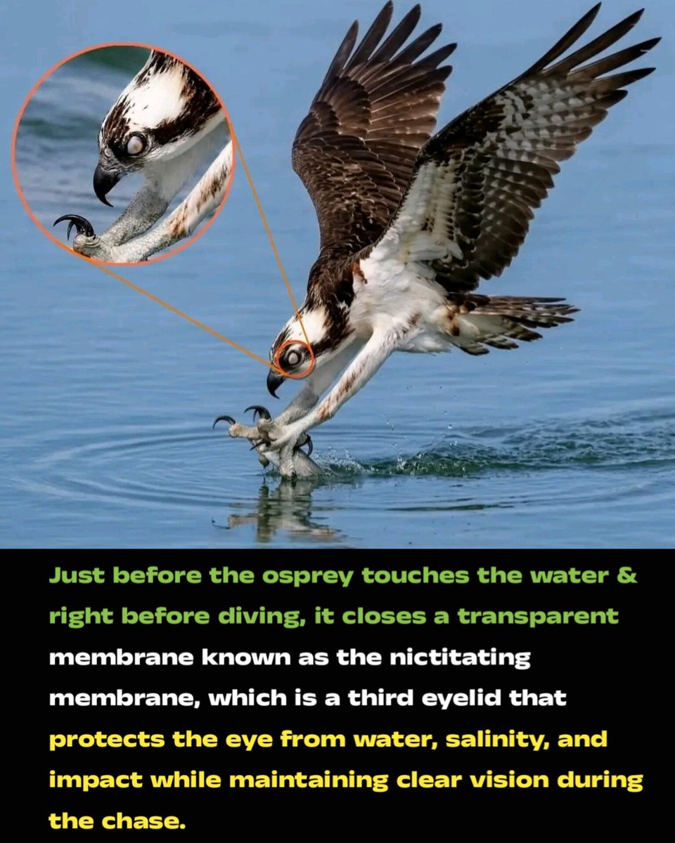 InTheFactss's tweet photo. The osprey is a master of aerial fishing, and one of its most remarkable adaptations is the nictitating membrane—a transparent third eyelid that helps protect its eyes when it dives into the water. 🦅🌊

Just before striking the surface, the osprey can draw this....... https://t.co/XVgbsku2A0