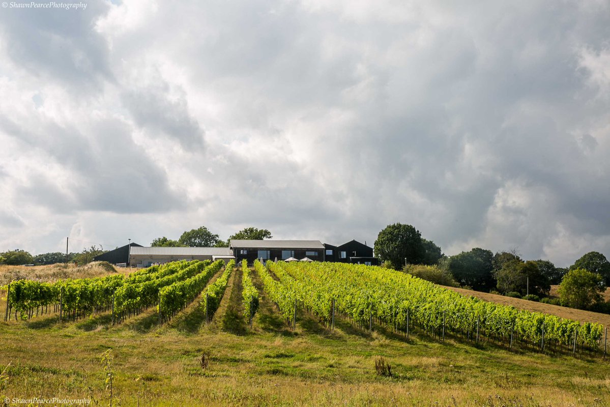 spearcephotos's tweet photo. #fbf great #winetasting @Tillinghamwines #Sussex this time last week! #wine #vineyard #english #winelover https://t.co/AF7gbSF3uo