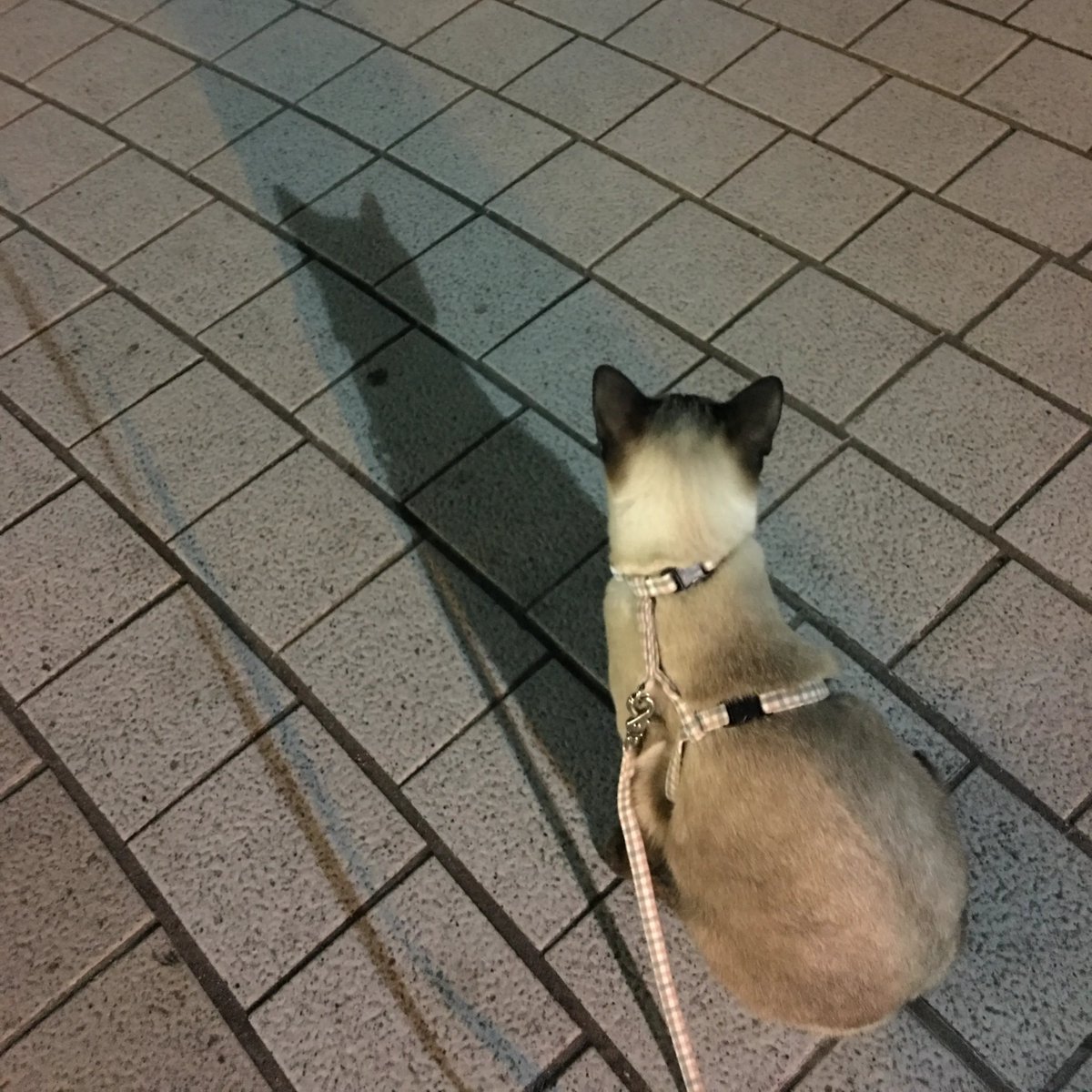 SANABI_Mufin's tweet photo. 🐱 세계 고양이의 날 특별 임무: 야옹이 대원 구출! 🚨

나쁜 악당의 음모에 이번에는 야옹이 대원이 뒷동산에 갇히고 말았다...위기에 빠진 야옹이 대원을 구출해 주게!

대장님은 귀관이 임무를 잘 완수할 수 있으리라 믿는다!

(야옹이 대원의 사진을 찍어오는 것도 미션이야! 📷)

행운을 비네! 🕶️ https://t.co/FmNkgr0ZR7