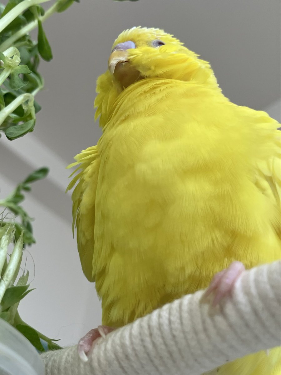 ususio_sio's tweet photo. 下からのモフ　
#セキセイインコ https://t.co/gQVRshBbNY