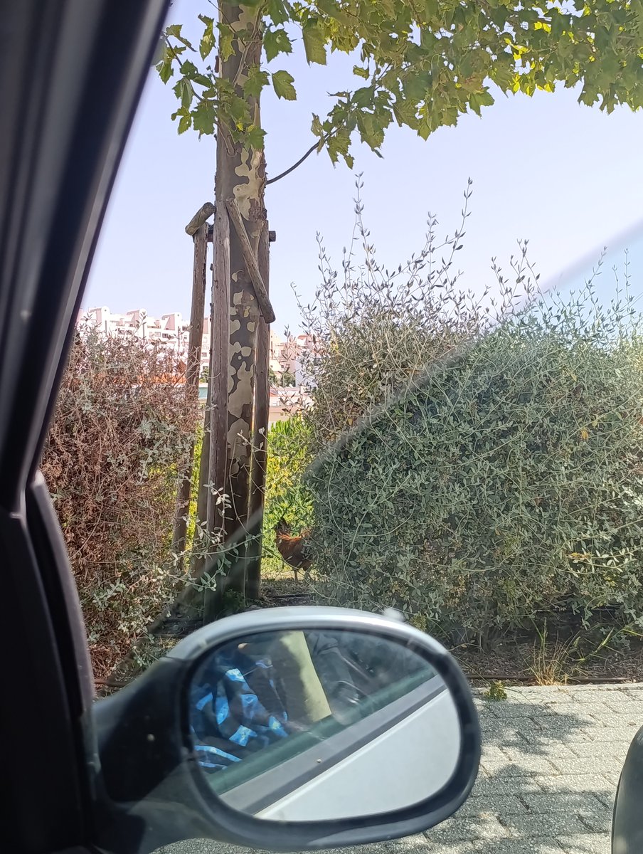 4urxn's tweet photo. Pq eu to vendo um galo na rua e ele está  tipo ao lado da churrasqueira, o mano quer ser cozinhado https://t.co/YSqmooKx8w
