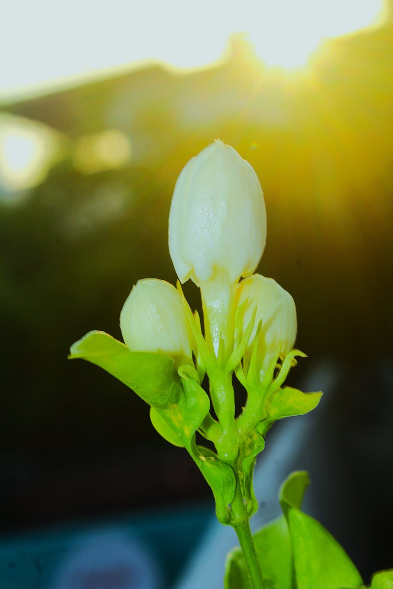 Karthik59793109's tweet photo. Jasmine Flower Buds #jasmineflowerbuds #whitebuds #flowerphotography #flowerphotographer #naturephotography #naturephotographer #naturephoto #naturebeauty #natureportrait https://t.co/xUcyUWGfsF