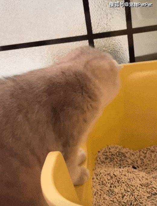 allison40bv9's tweet photo. My tiny furball is now zooming around the house like a little tornado  Growth hits so fast, I’m already cherishing every wobbly step that turned into endless joy. #PetGrowth #CatLife https://t.co/7s14KEe3eV