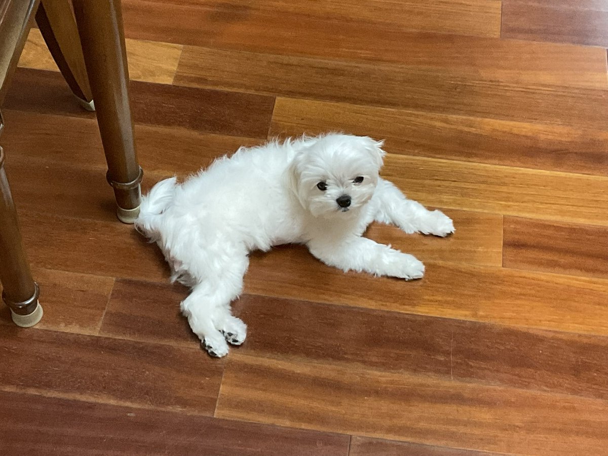 riceloverscluv's tweet photo. 덥고 졸리고 아주그냥 https://t.co/LNWkOdiwXg