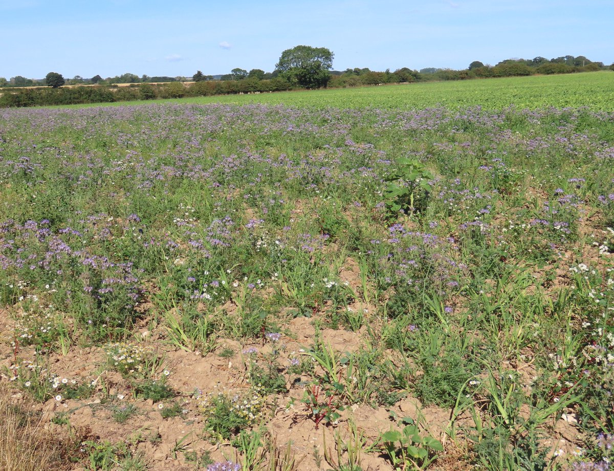 BC_Norfolk's tweet photo. At least 4 Painted Ladies making the most of an agricultural field margin this morning. Some looked quite fresh, one was looking, shall we say a bit tired. #savebutterflies https://t.co/QslqvM9fXw