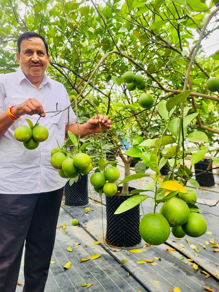 JainIrrigation's tweet photo. From sapling to harvest, it’s pure excellence with precision! 🍊 

Jain Sweet Orange brings you the perfect blend of sweetness and zest, grown with care and innovation! 💧 🌱 

Taste the freshness that starts at the root with the right nurturing with goodness of #JainDrip 💧 https://t.co/oHmTATqaEa