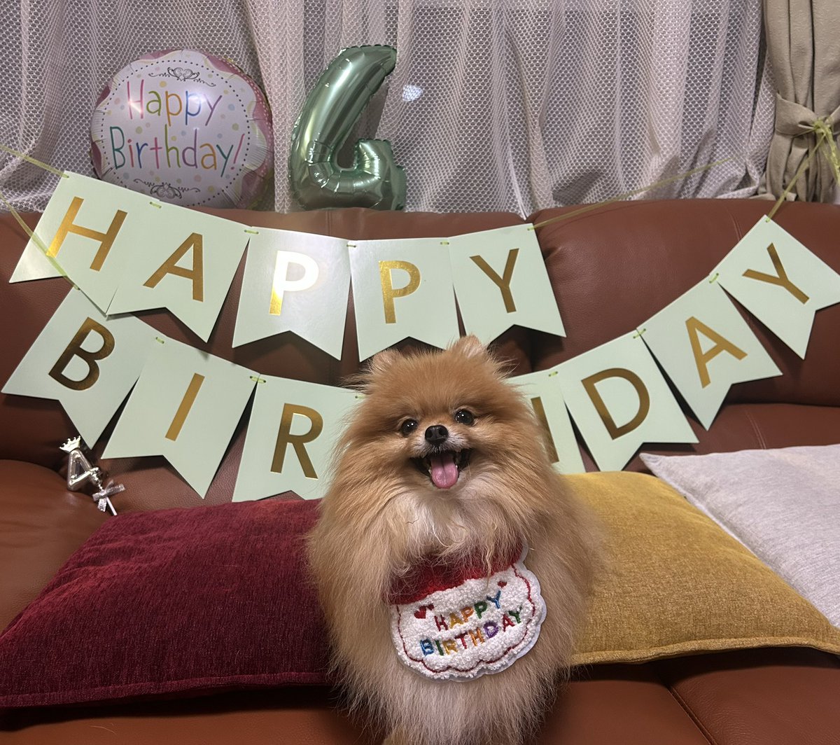 KatchanBoochan's tweet photo. 🐶昨日、4歳の誕生日でした🎉🎂
わーい♪
#ポメラニアン
#お誕生日 https://t.co/dyldmcLRKQ