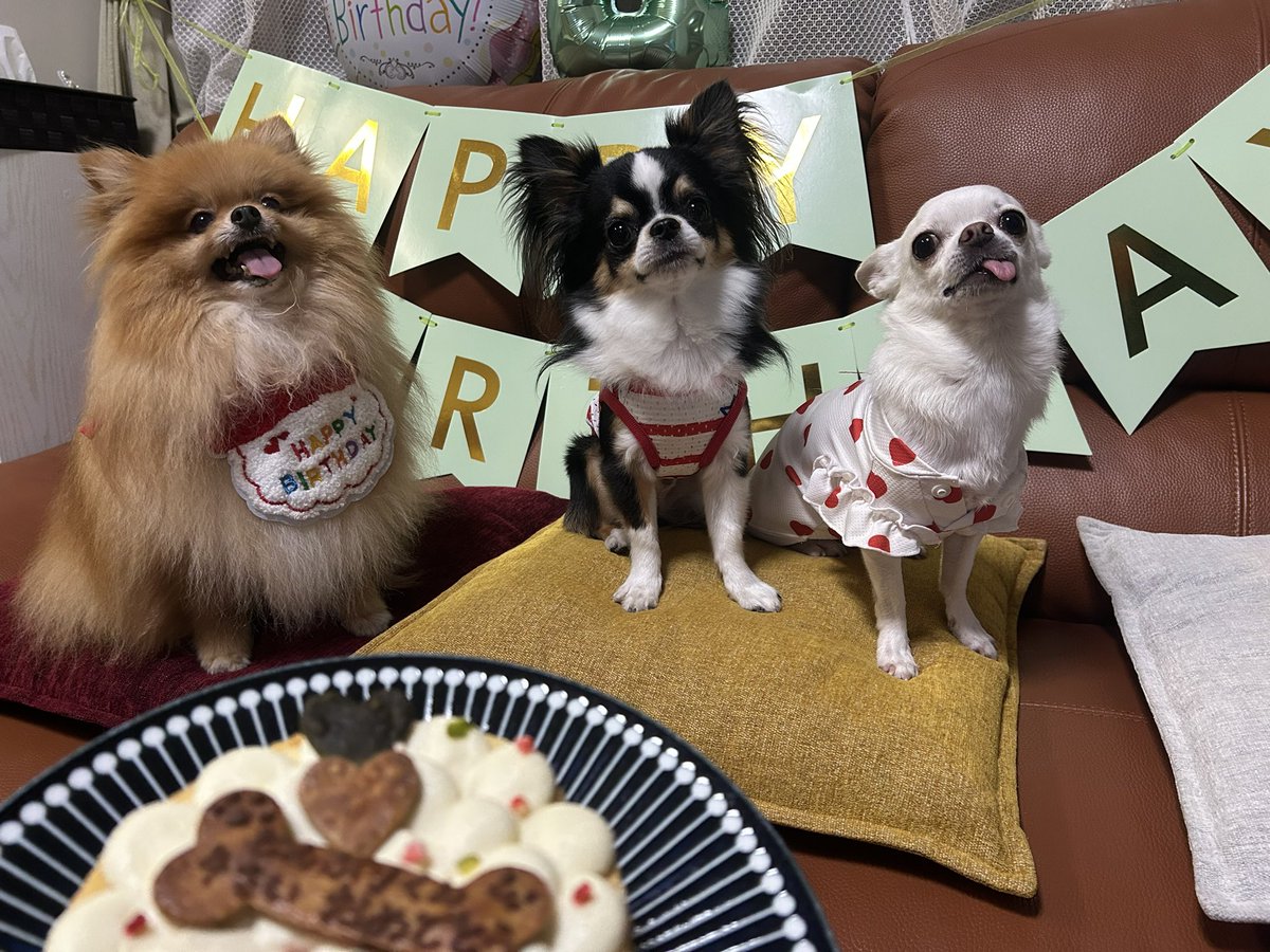 KatchanBoochan's tweet photo. 🐶昨日、4歳の誕生日でした🎉🎂
わーい♪
#ポメラニアン
#お誕生日 https://t.co/dyldmcLRKQ