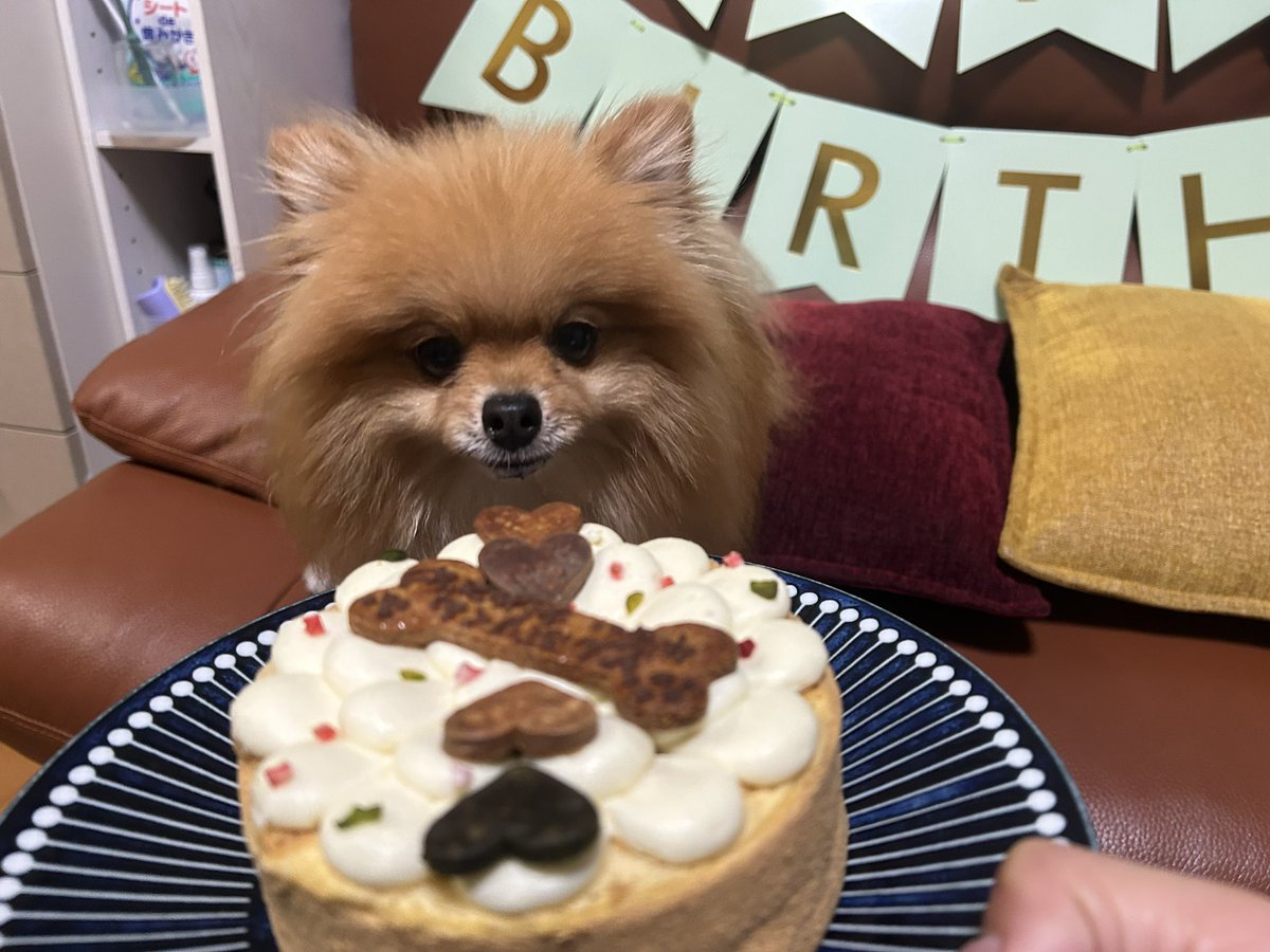 KatchanBoochan's tweet photo. 🐶昨日、4歳の誕生日でした🎉🎂
わーい♪
#ポメラニアン
#お誕生日 https://t.co/dyldmcLRKQ