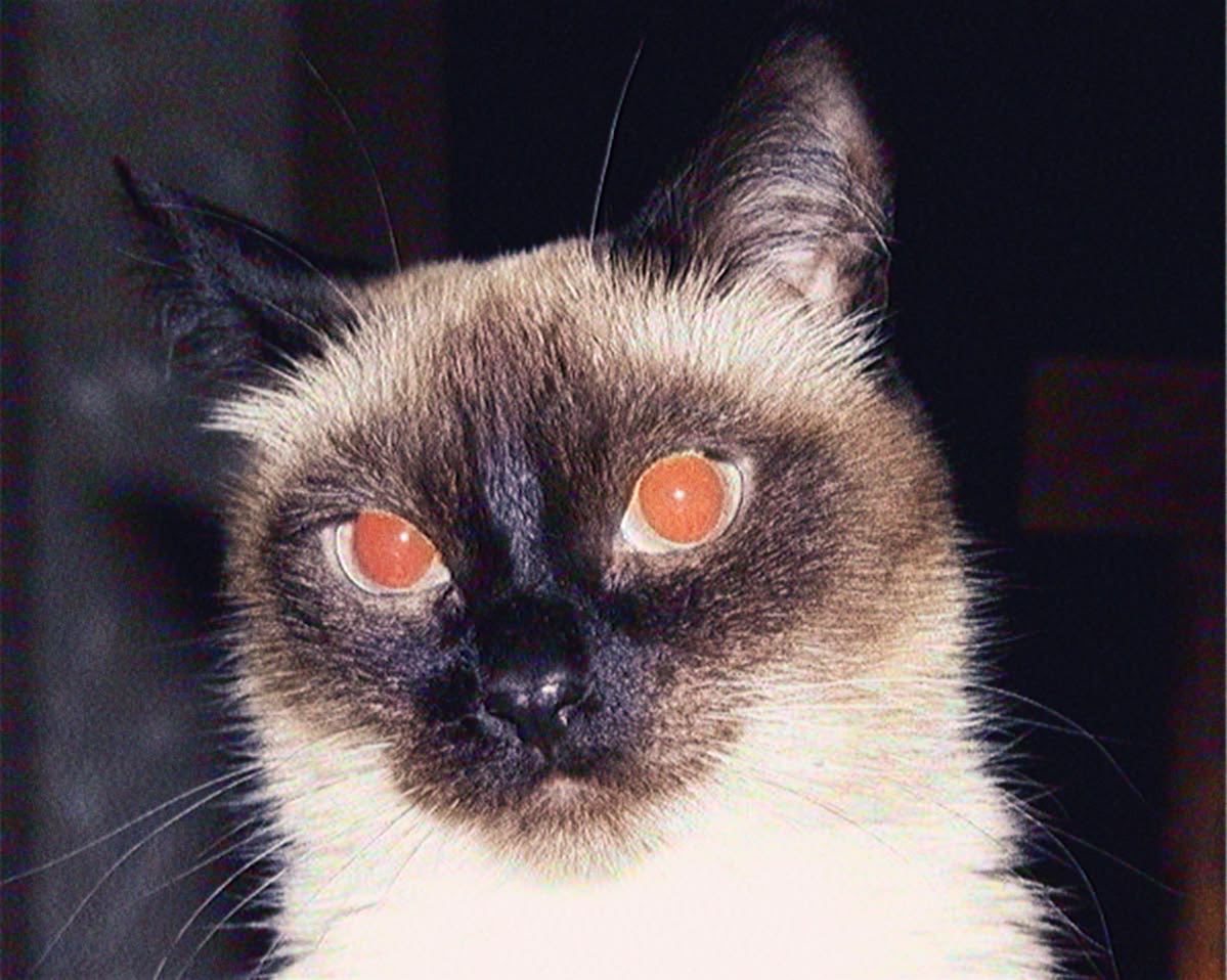 grimspo's tweet photo. how pinterest views you ꩜ 
> your name + core
> cat
> album cover
> drink

:p https://t.co/RheRMZdMNk