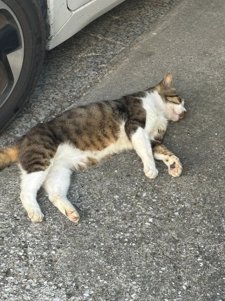 daurame_h's tweet photo. 家に入る前に力尽きたらしい☀️ https://t.co/uJiPwnQNSE
