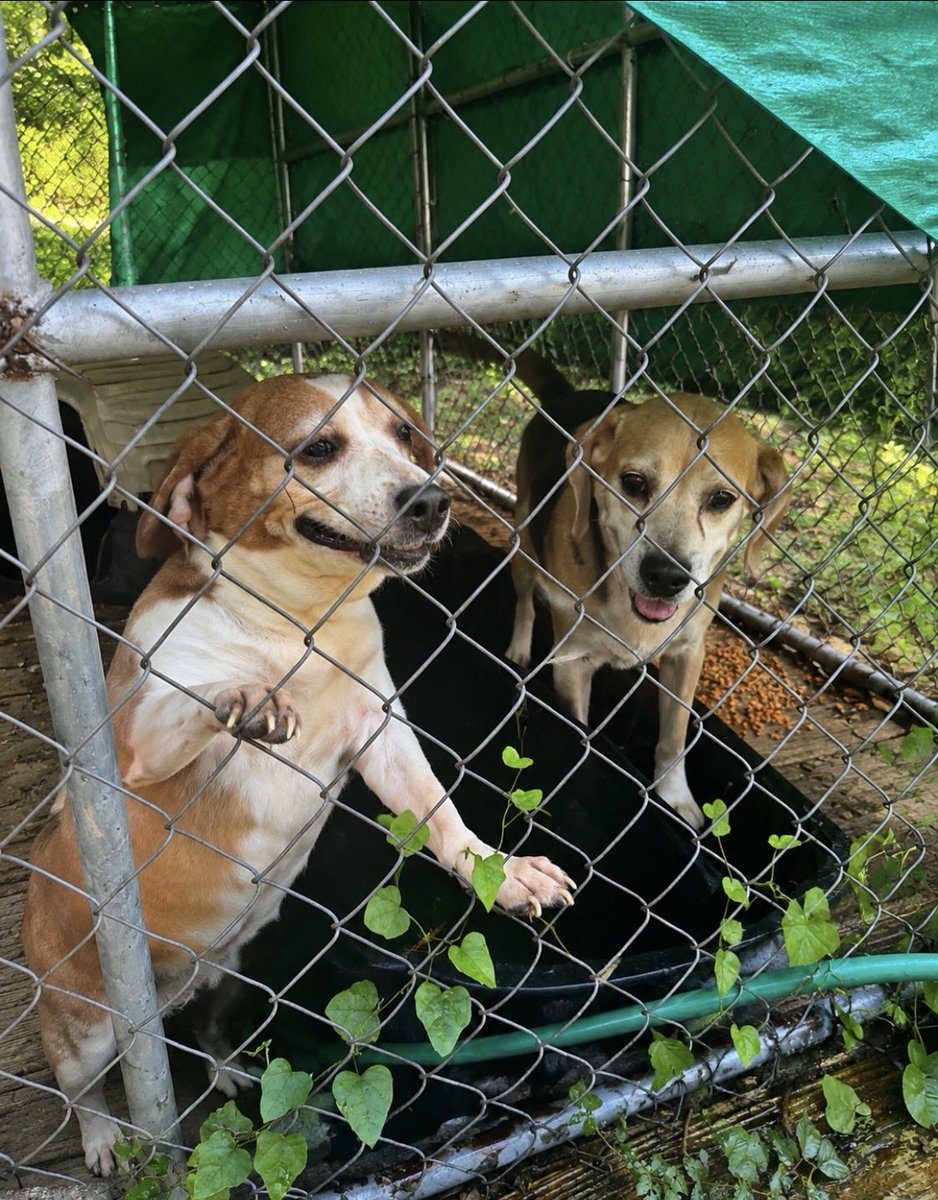 LolaPatolla's tweet photo. It’s $5 Friday!
Seniors are special to mom &amp; beagles are special to me 😁
This week we saved a bonded pair of senior beagles who spent their whole life in this pen.
For months they weren’t let out after their owner died.
They are at our vet getting care ♥️
https://t.co/E3RohOMmwo https://t.co/VL4aWPjWQe