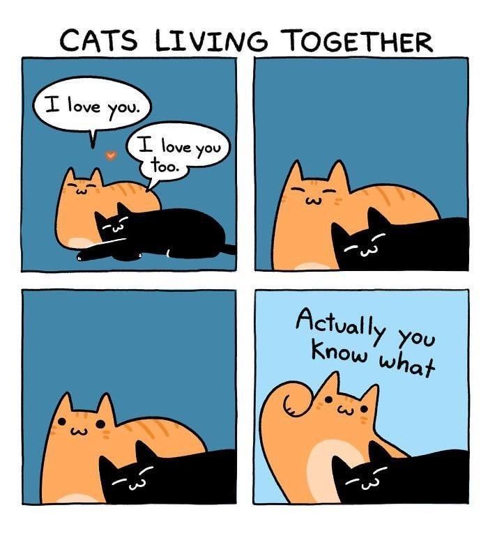 Cats_ooc's tweet photo. https://t.co/o8SLt5Y4Z0