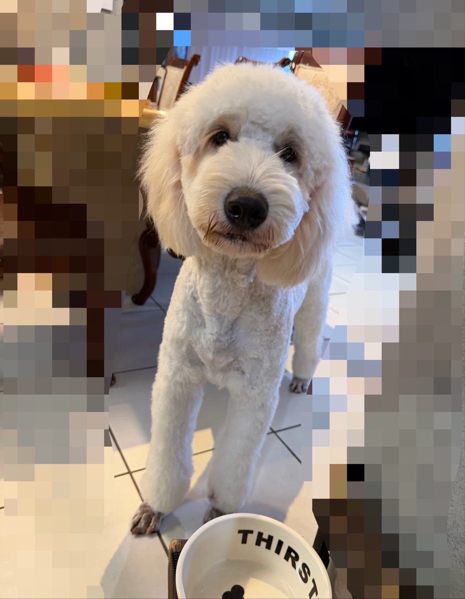 jumapon's tweet photo. 今日はトリミングがんばりまちた、の顔。帰ってからワンプロすることもなくひたすら寝てる…。 https://t.co/HVFNF78SON
