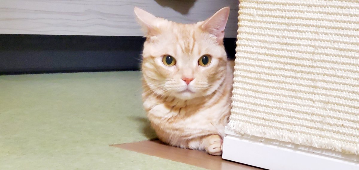 harutarou190826's tweet photo. 20260608
カメラを絶対にみてくれない
#猫 #猫のいる暮らし #cat #ねこかわいいね https://t.co/ZoSwq8NFCR