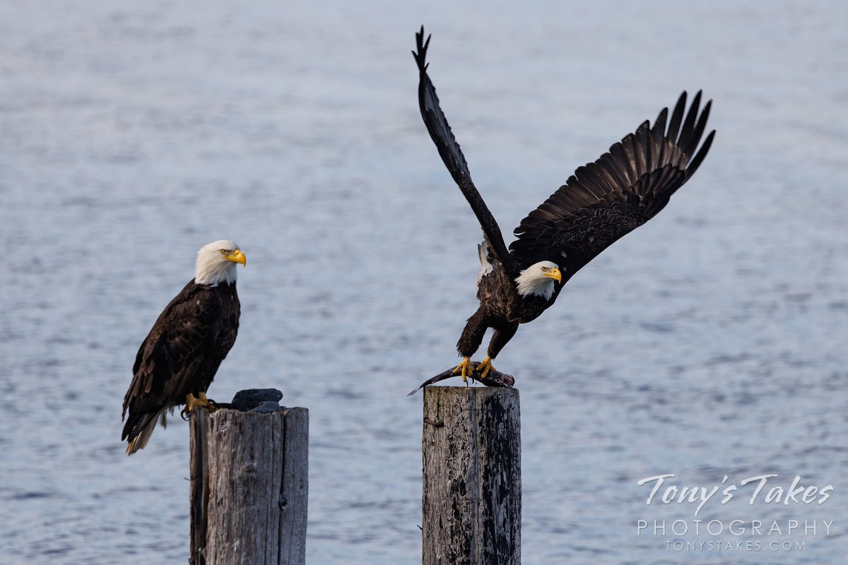 TonysTakes's tweet photo. Bald eagle chooses not to share, departs with its meal. A fun evening visit from this pair near our campsite on the shoreline of Resurrection Bay in Seward, Alaska.
#eagle #baldeagle #seward #alaska #birding #wildlife #wildlifephotography https://t.co/Cx46c8cthL