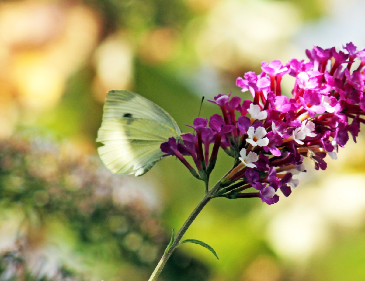 MorvienR's tweet photo. Yesterday I counted 23 butterflies in the Big #ButterflyCount. Help @SaveButterflies & join in https://t.co/aNdWH95aJn #ButterflyCount @Team4Nature2 @Britnatureguide @WildlifeTrusts @CornerForNature @WildlifeMag @BBCSpringwatch @NatureUK https://t.co/r8keSHSFvZ