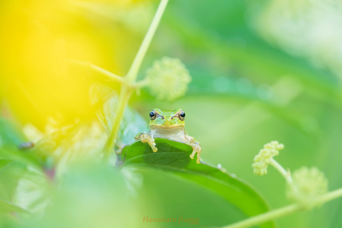 花丸 / Hanamaru (@hanamaru_frames) / Posts / X