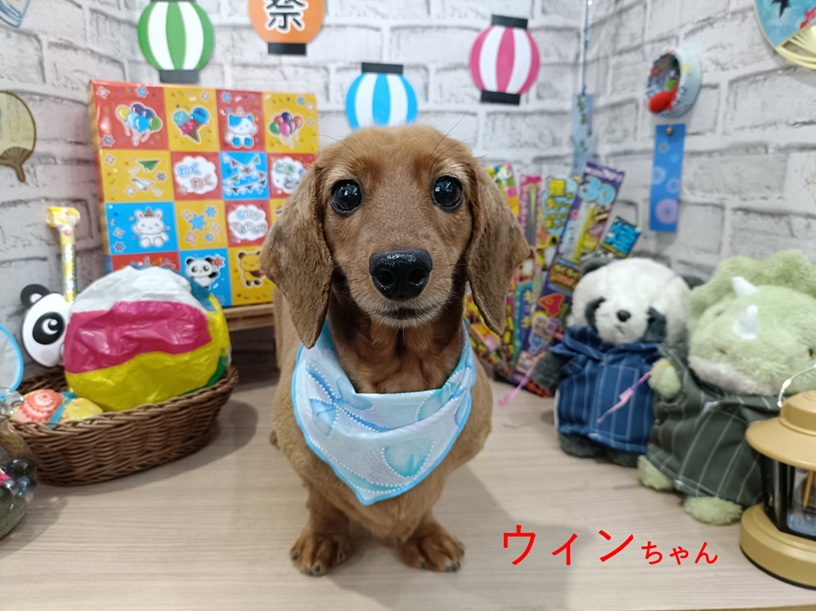 rumu_ta's tweet photo. わんちゃんの紹介🐶
ダックスのウィンちゃんムーンちゃん(^^)

サッパリ短くなりました✂
人懐っこくて良い子達です☺

またお待ちしてます('ω')ノ
＃トリミングサロン　＃ダックス　＃小田原市　＃南足柄市　＃ルムータ https://t.co/WYV2pIh1BZ