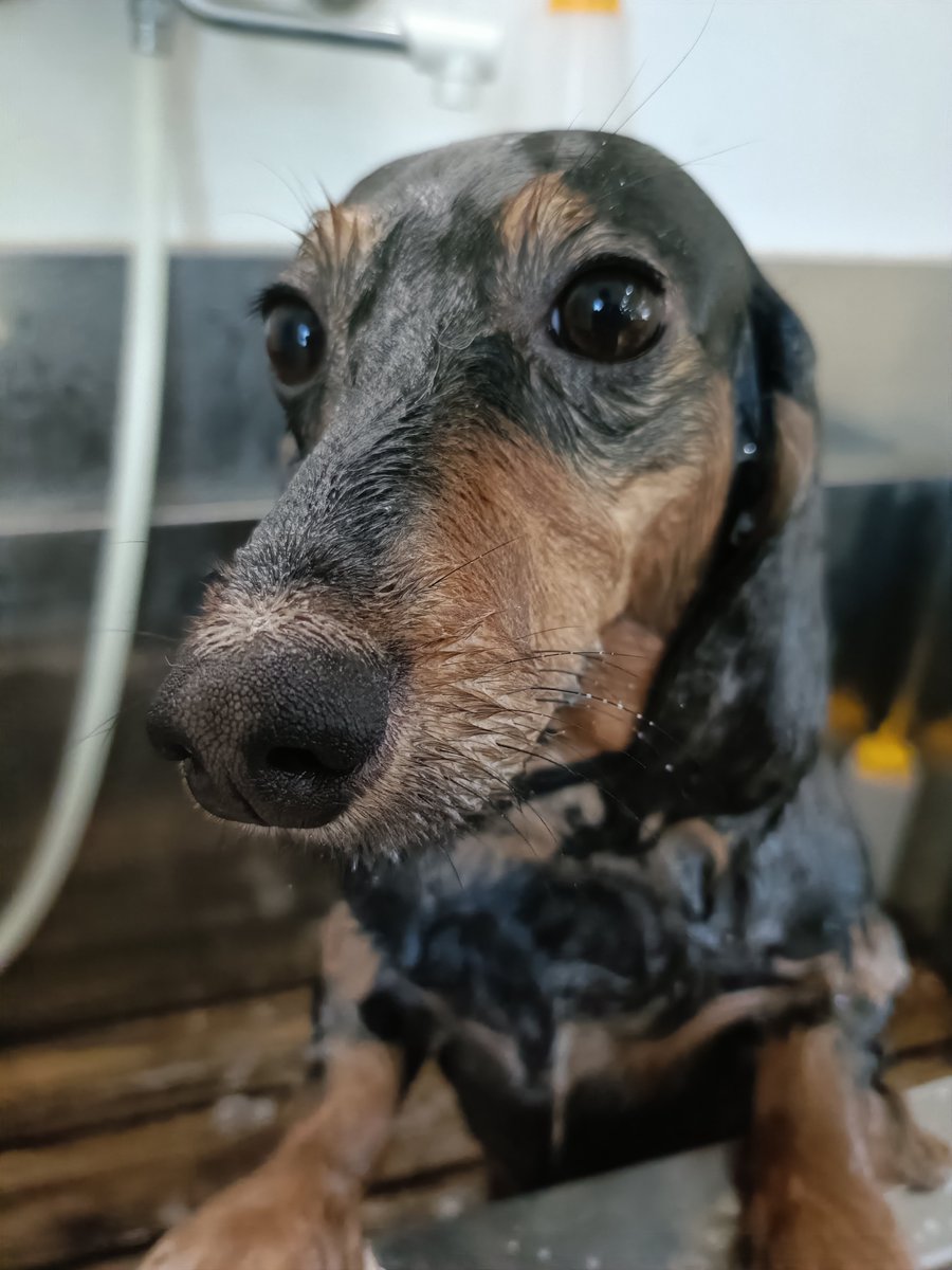 rumu_ta's tweet photo. わんちゃんの紹介🐶
ダックスのウィンちゃんムーンちゃん(^^)

サッパリ短くなりました✂
人懐っこくて良い子達です☺

またお待ちしてます('ω')ノ
＃トリミングサロン　＃ダックス　＃小田原市　＃南足柄市　＃ルムータ https://t.co/WYV2pIh1BZ