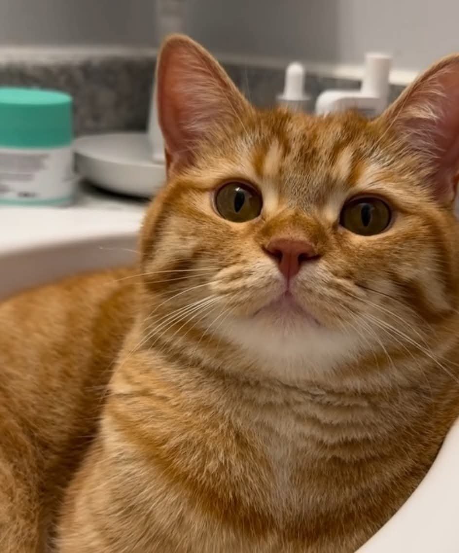 DailyCatsX's tweet photo. https://t.co/CcMKhHgUS1