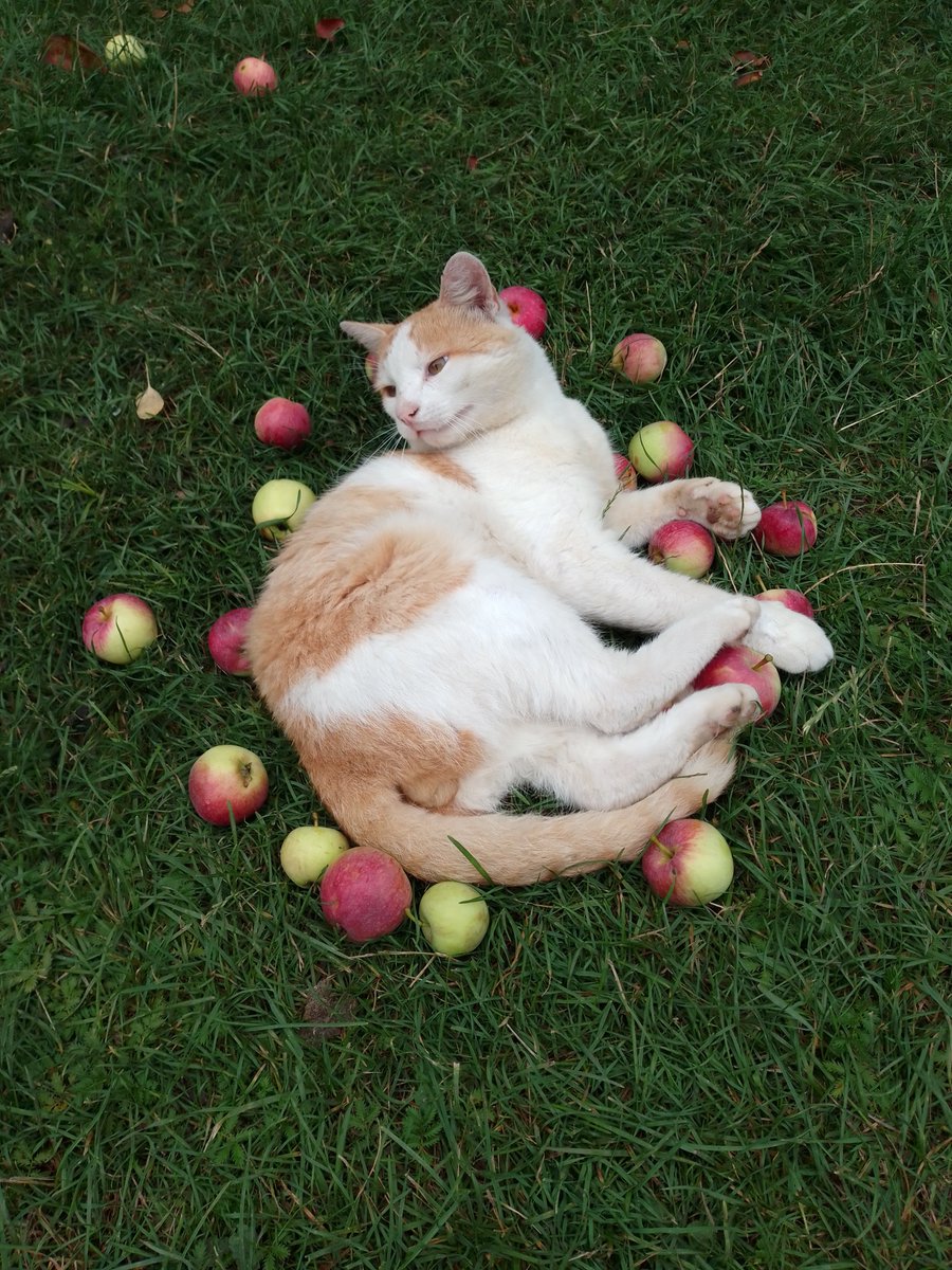 lila_sereda's tweet photo. Картина "Котик в яблуках" https://t.co/22dXWQ1CmM