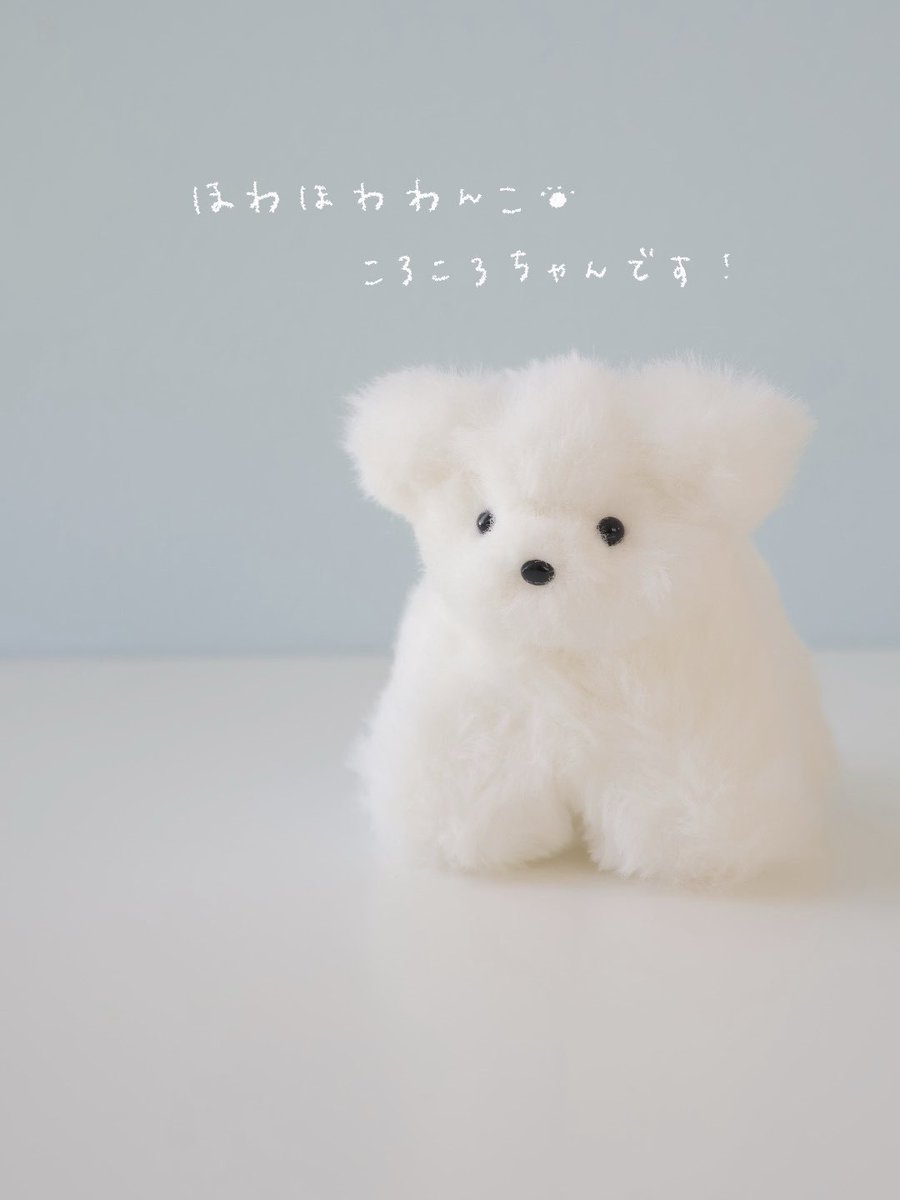 shiroi_maruii's tweet photo. はじめまして🐶🐾 https://t.co/irOYQIyzuB
