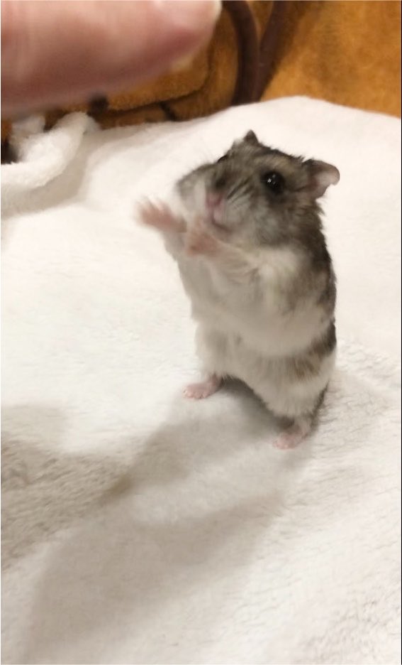 36_1970's tweet photo. 抱っこー🐾 https://t.co/jOqip5V6xr