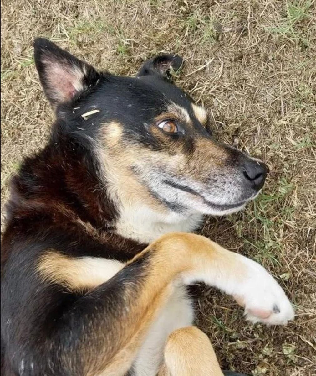 LisaBrabson's tweet photo. TOBIAS #A387294 8yo,If u save this darling boy,he will fill your life with unconditional loveโค๏ธ
He will fit right into your world,no hassles, because he is EXPERIENCED,not OLD!
U CAN'T DENY THE LOVE IN HIS EYES
PLZ go to #CorpusChristiACS & #Adopt or #Foster
Plz #Pledge4Rescue https://t.co/ezNKi4IwQ3