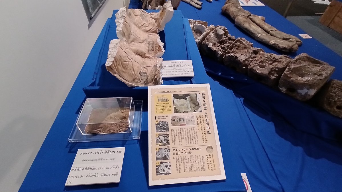DXPC98FDD's tweet photo. 以前、参加した講演会で知った昭島市のアキシマクジラ🐋
約200万年前に生息していた新種のクジラで、
ほぼ全身の骨格が生きていた時に近い状態で発見された世界的にも貴重な化石です
今も昭島市民くじら祭やくじらロードなど、昭島市のシンボルとして親しまれています
#onej
#onejリスナー情報局 https://t.co/RiukGPwTp6