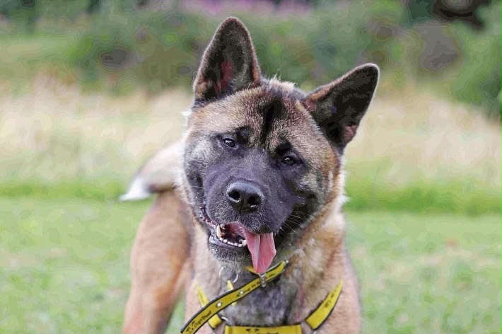 DT_Glasgow's tweet photo. Kieri is a playful and loving 3 year old Akita who is still searching for her forever home after almost 100 days in our care. We can’t believe she hasn’t been snapped up yet! 😧
Kieri goes crazy for a soft and squeaky toy, as well as hot dogs and saying hello to her besties! 😍🐾 https://t.co/5FH7Wtjnf2